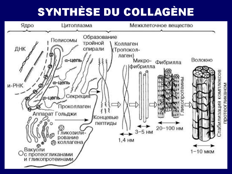 SYNTHÈSE DU COLLAGÈNE